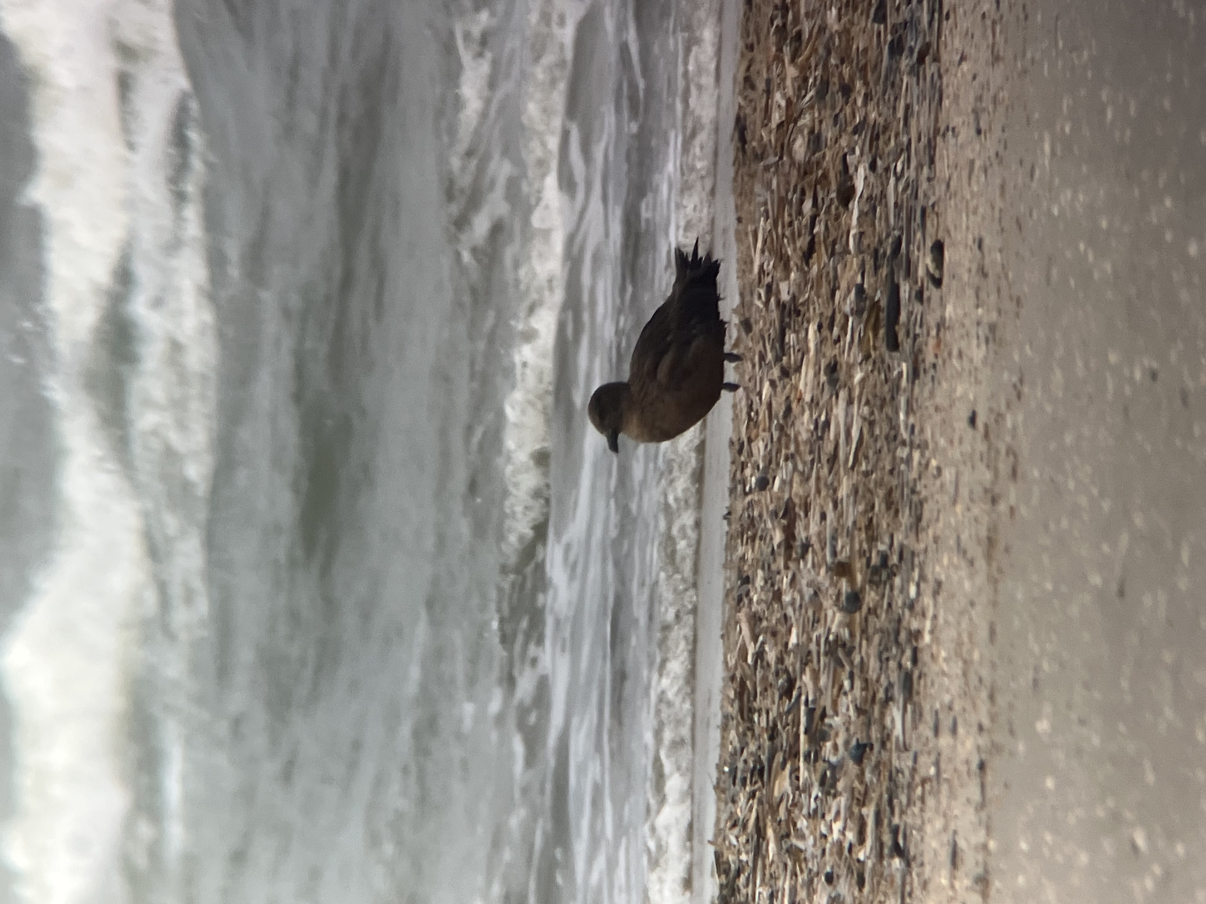 37965288 20251105151716 688633834