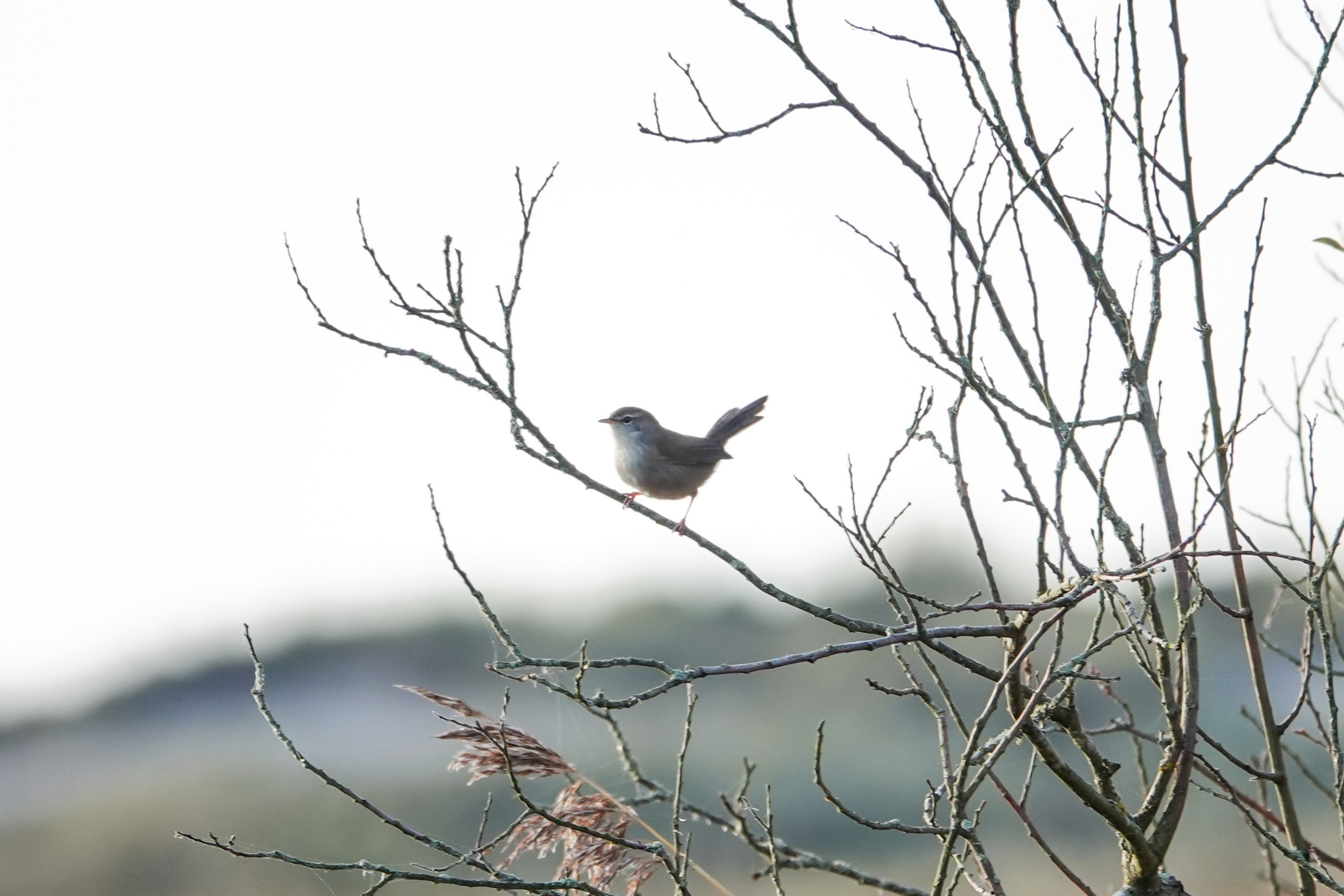 37969562 20251106013412 626973715