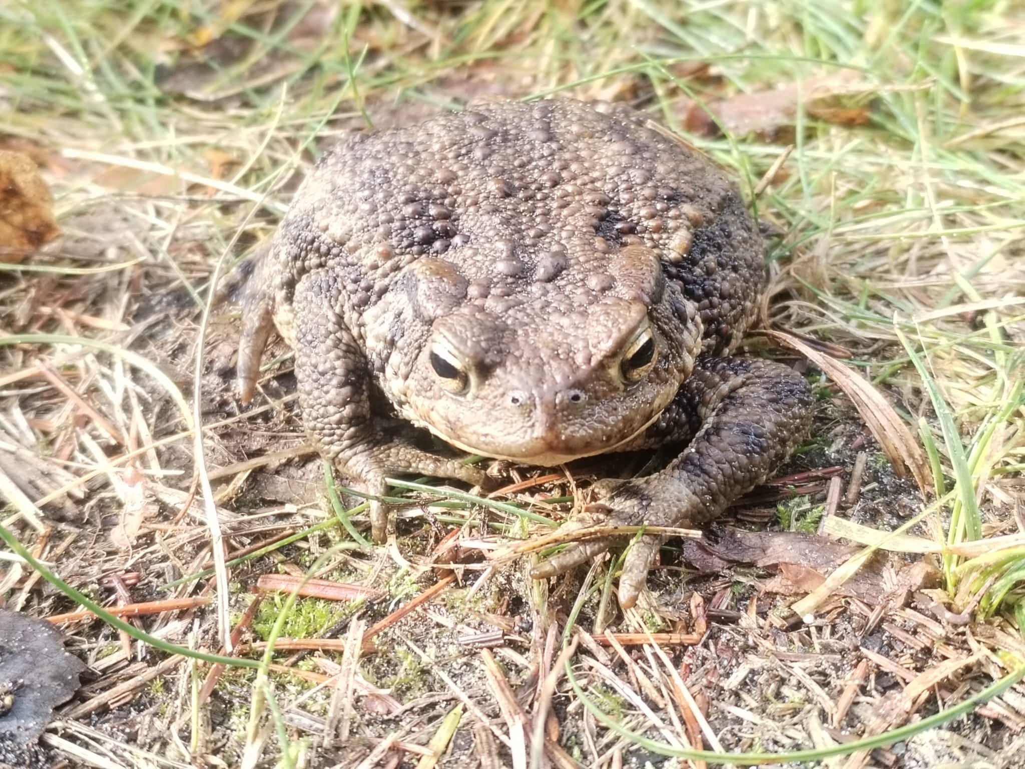 Bufo_bufo.jpeg