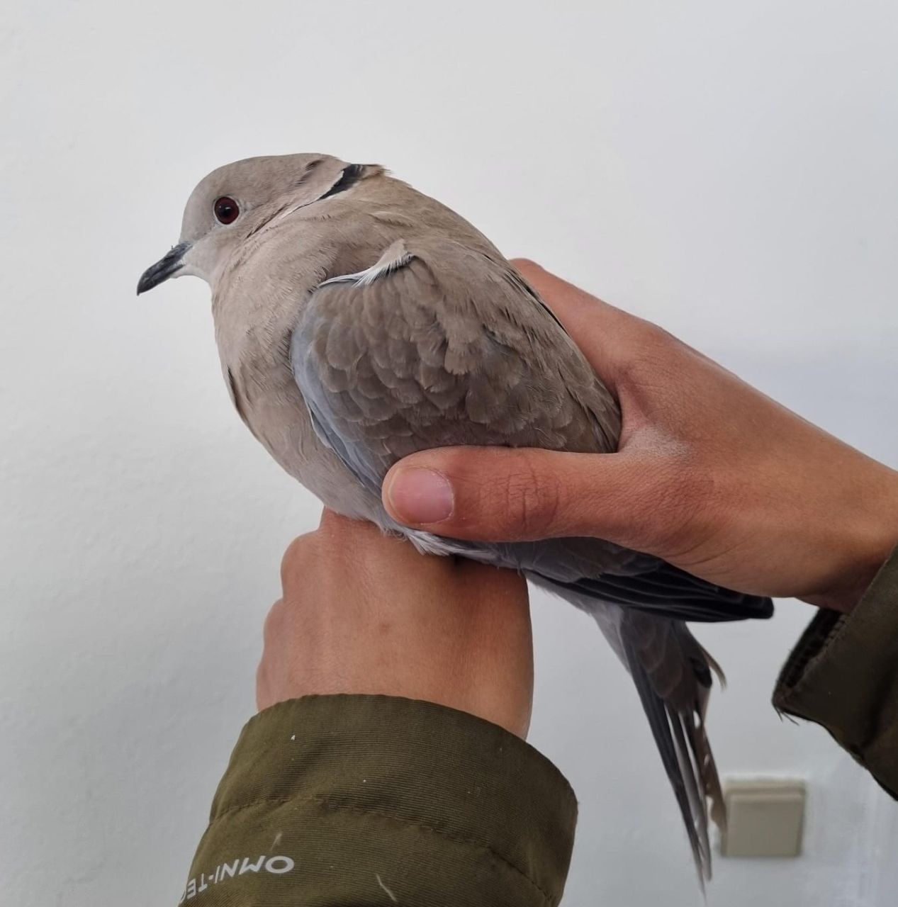 Collared_Dove_Hanelie_2.jpg