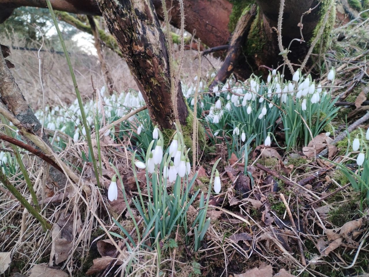 Common_Snowdrop.jpg