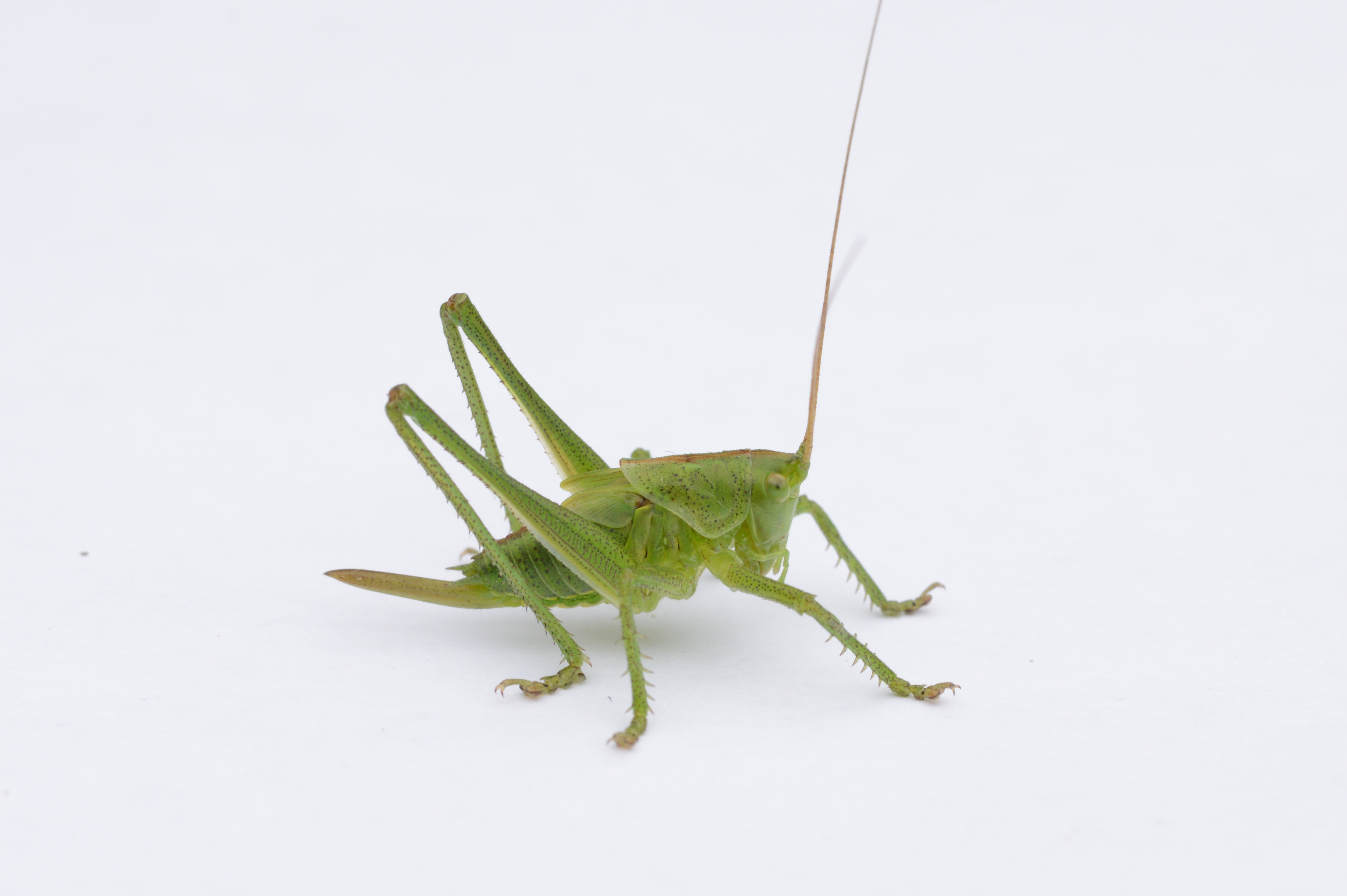 GREAT_GREEN_BUSH-CRICKET_03.07.2021_Blavand_Denmark_11.JPG