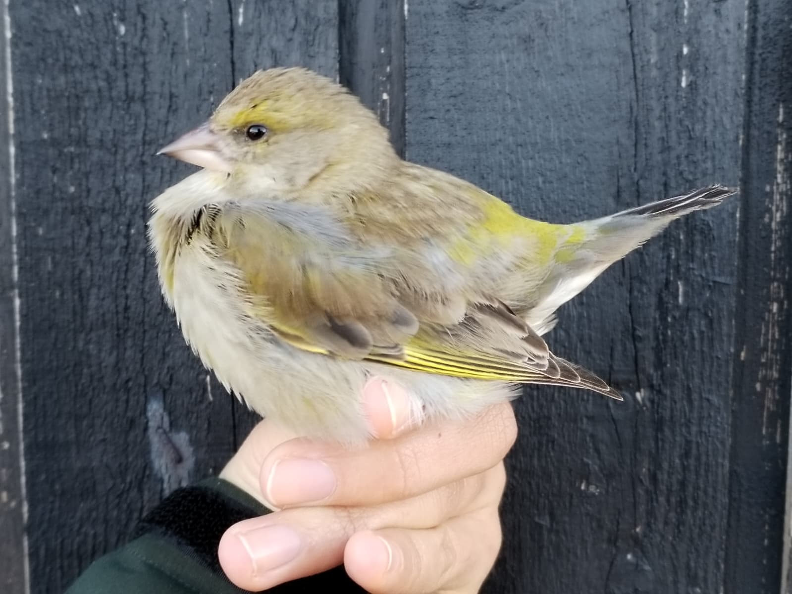 Greenfinch_from_Norway.jpeg