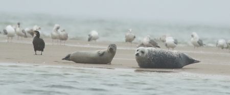 Grey and Harbour seals. Foto. Jennifer Leung