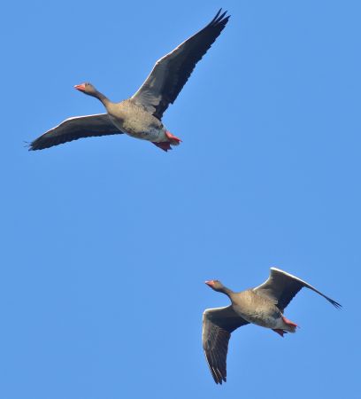 Greylag goose. Foto. Jennifer Leung