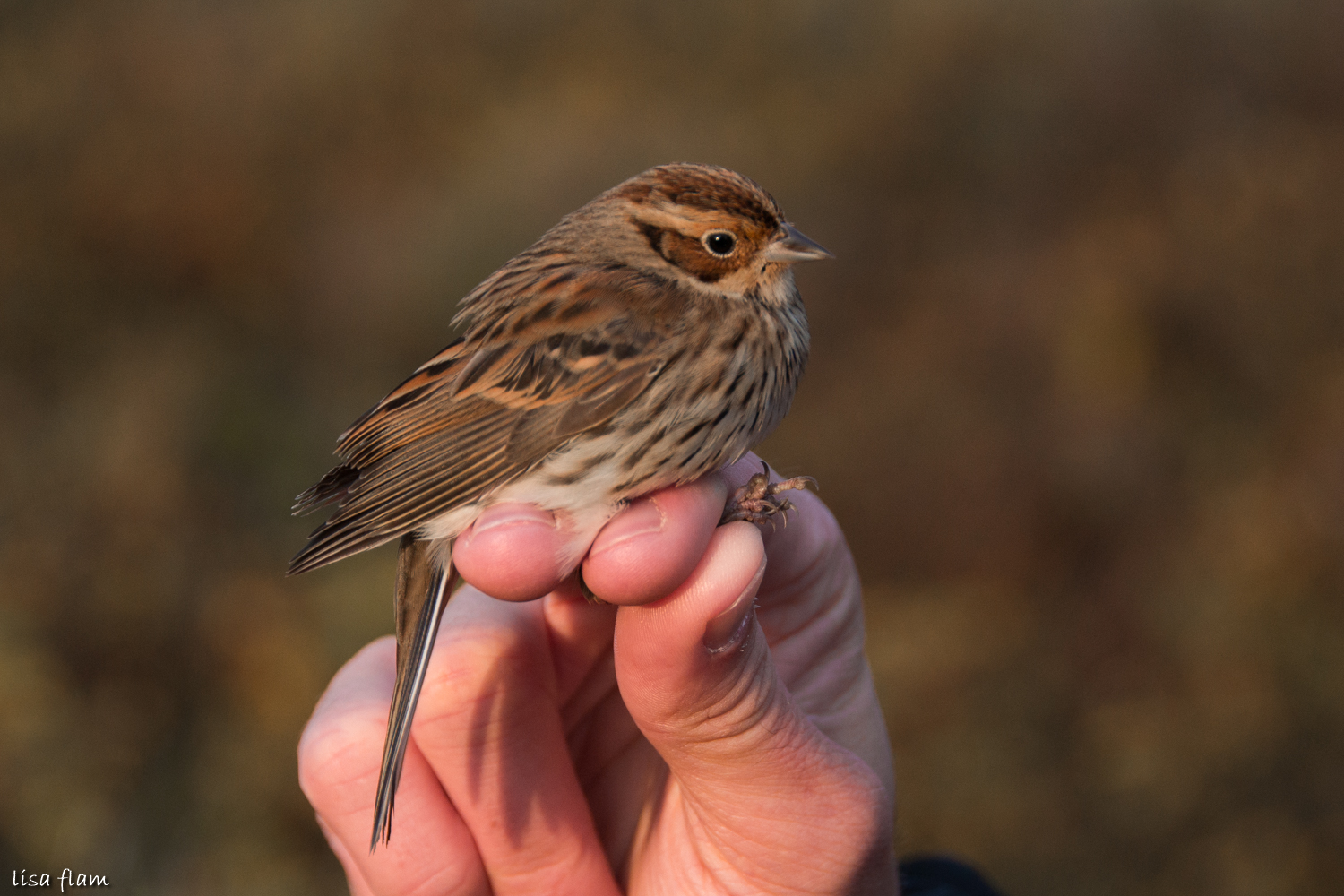 Little Bunting 1.4