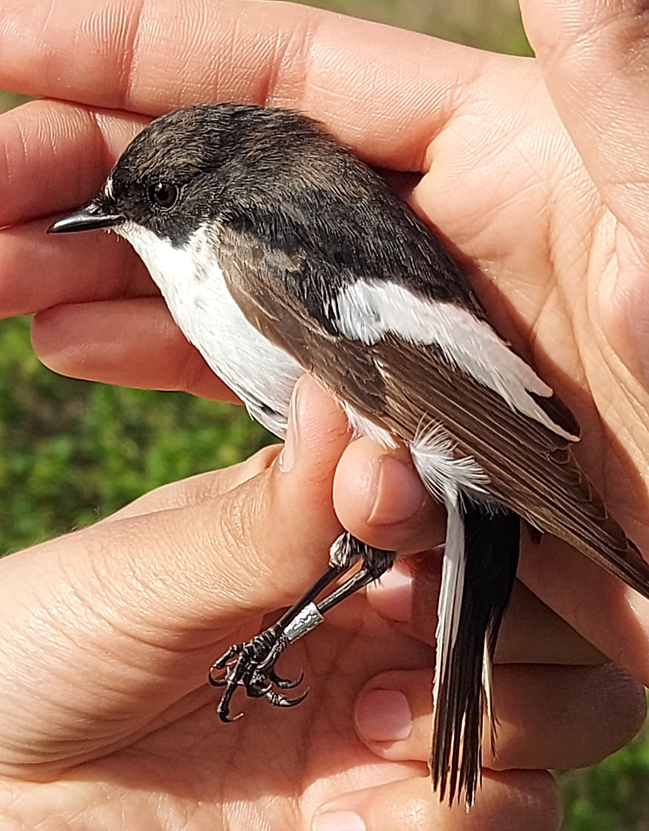Pied_Flycatcher_2.jpeg