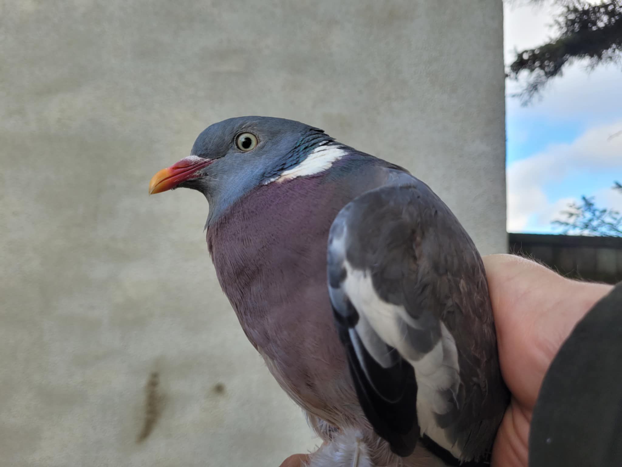 Pigeon.jpg