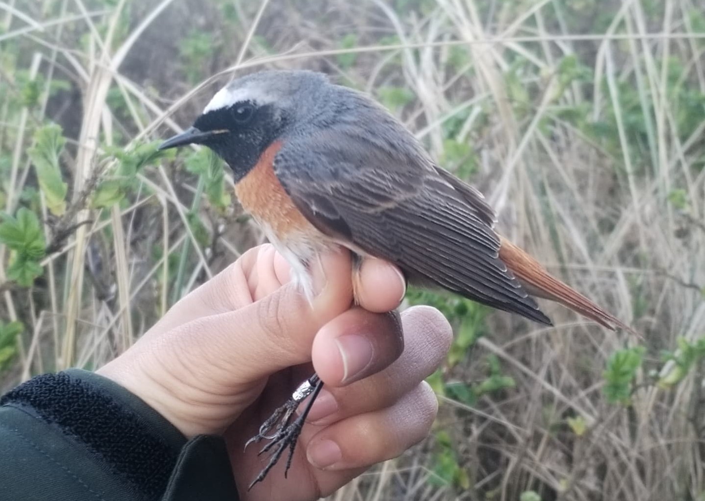 Redstart_21_new.jpeg