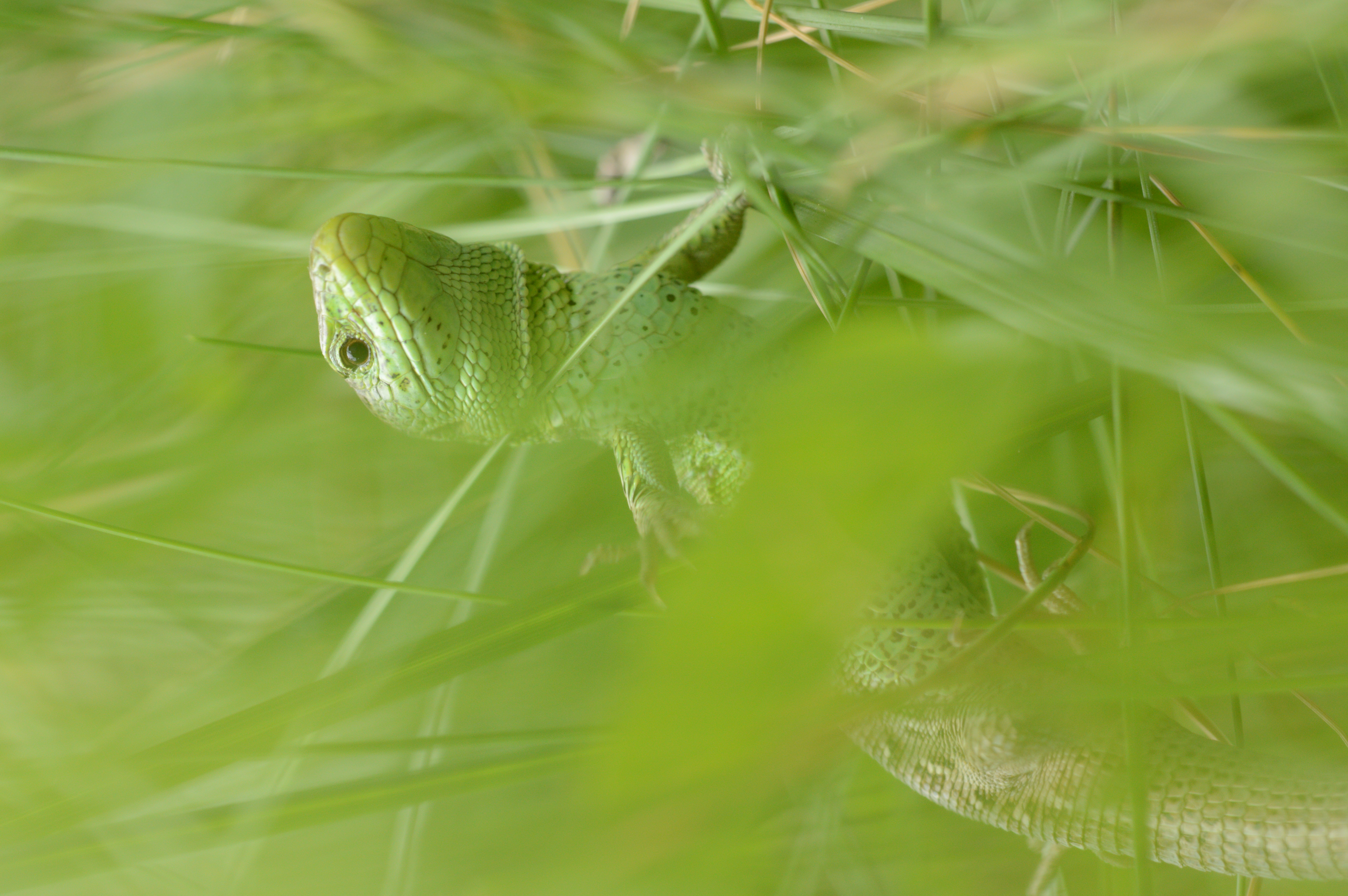 SAND_LIZARD_male_02.07.2021_Blavand_Denmark_119.JPG