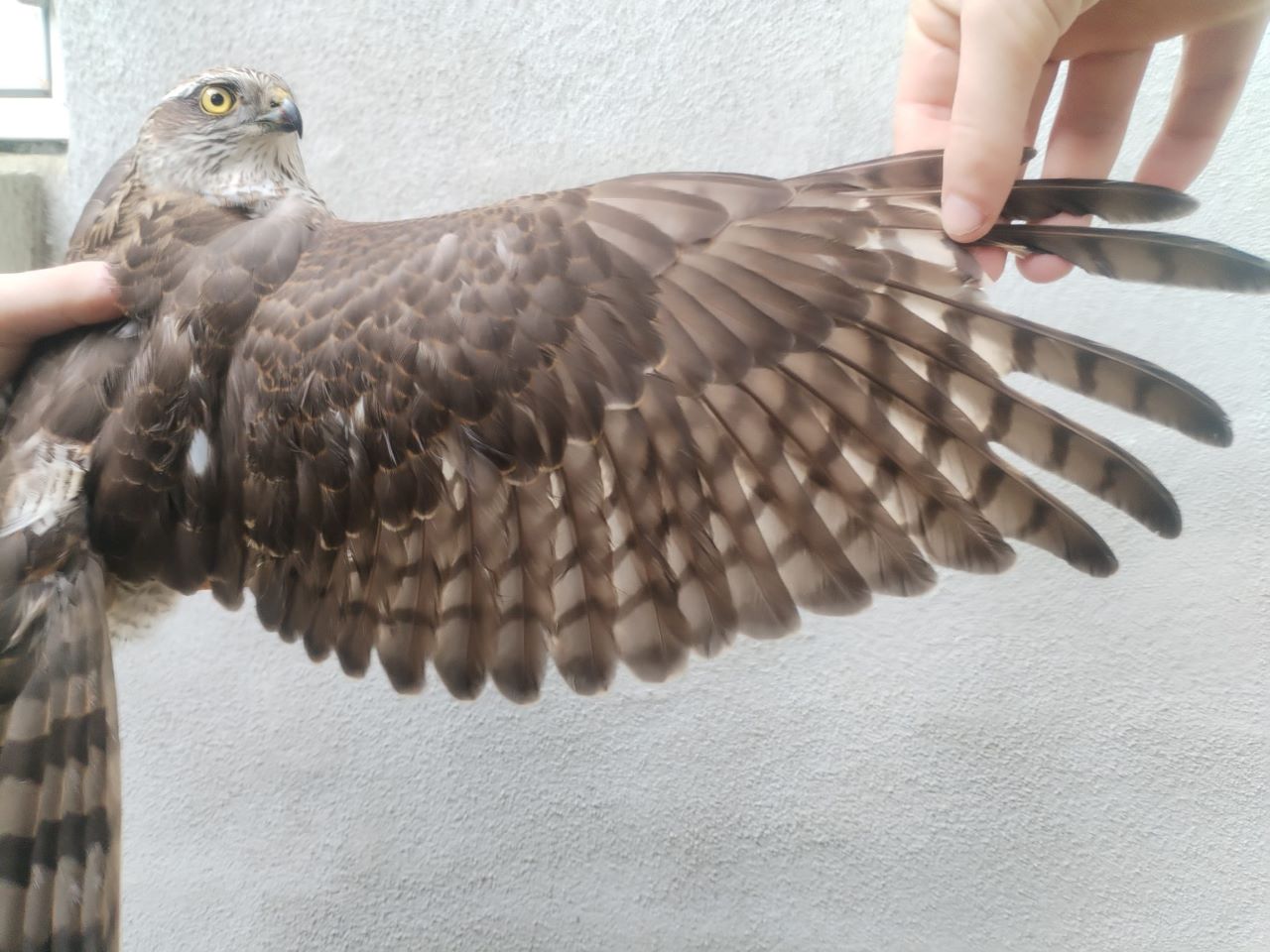 Sparrowhawk_female.jpg