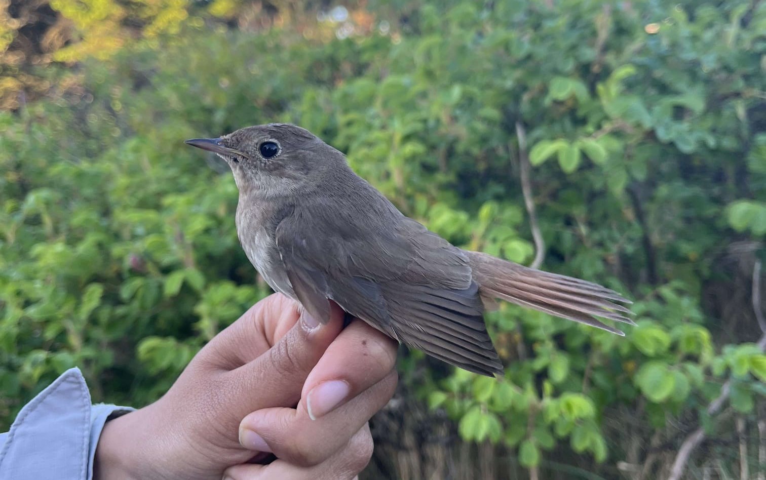Thrush_Nightingale.jpeg