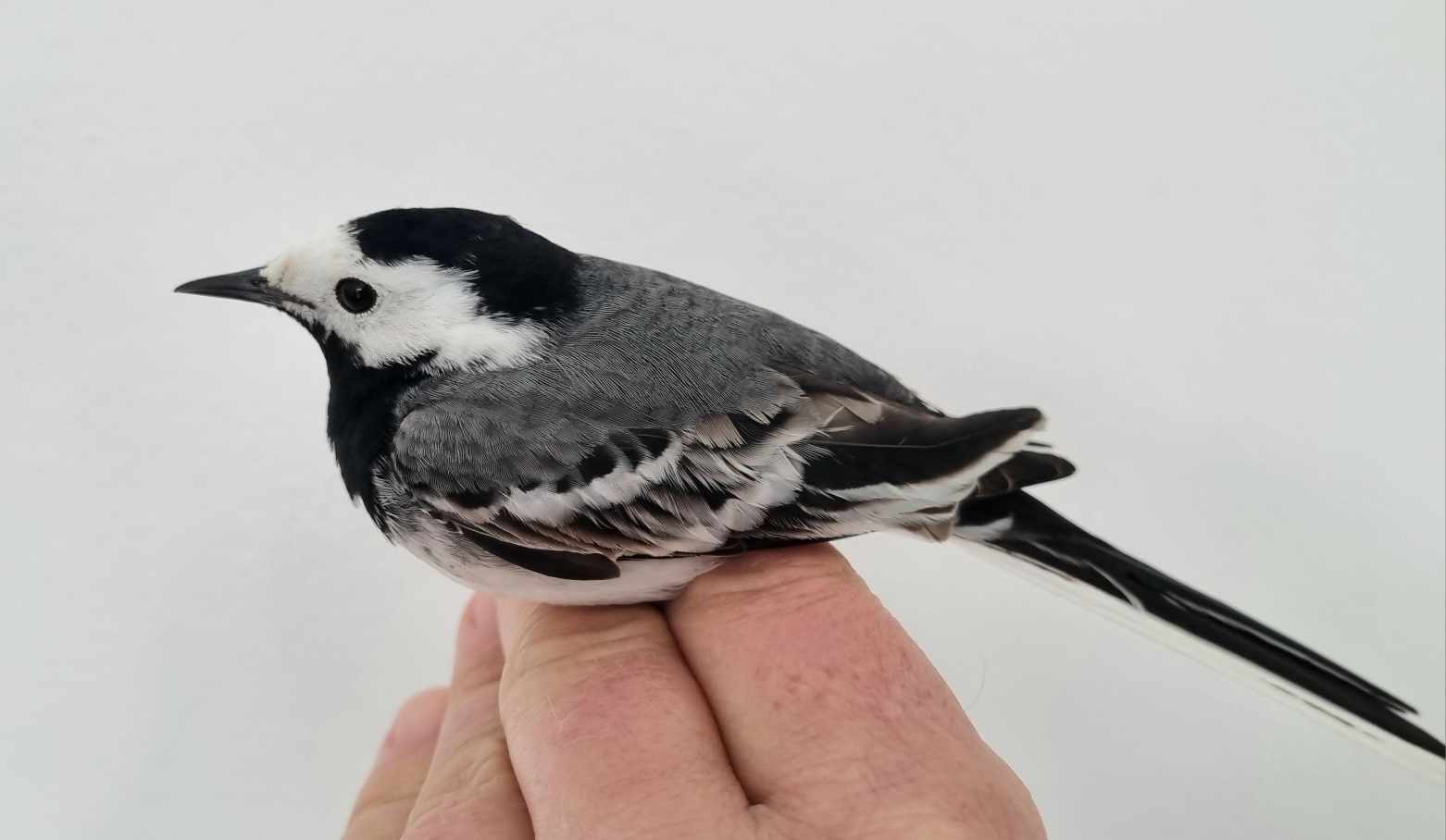 WhiteWagtail15042024