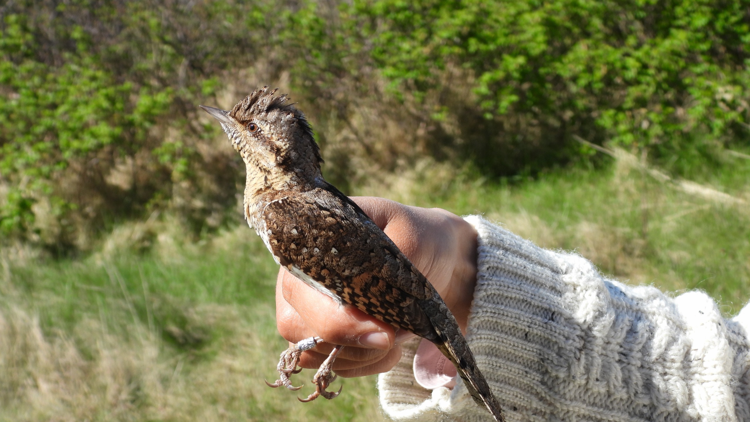 Wryneck_side_profile.jpeg