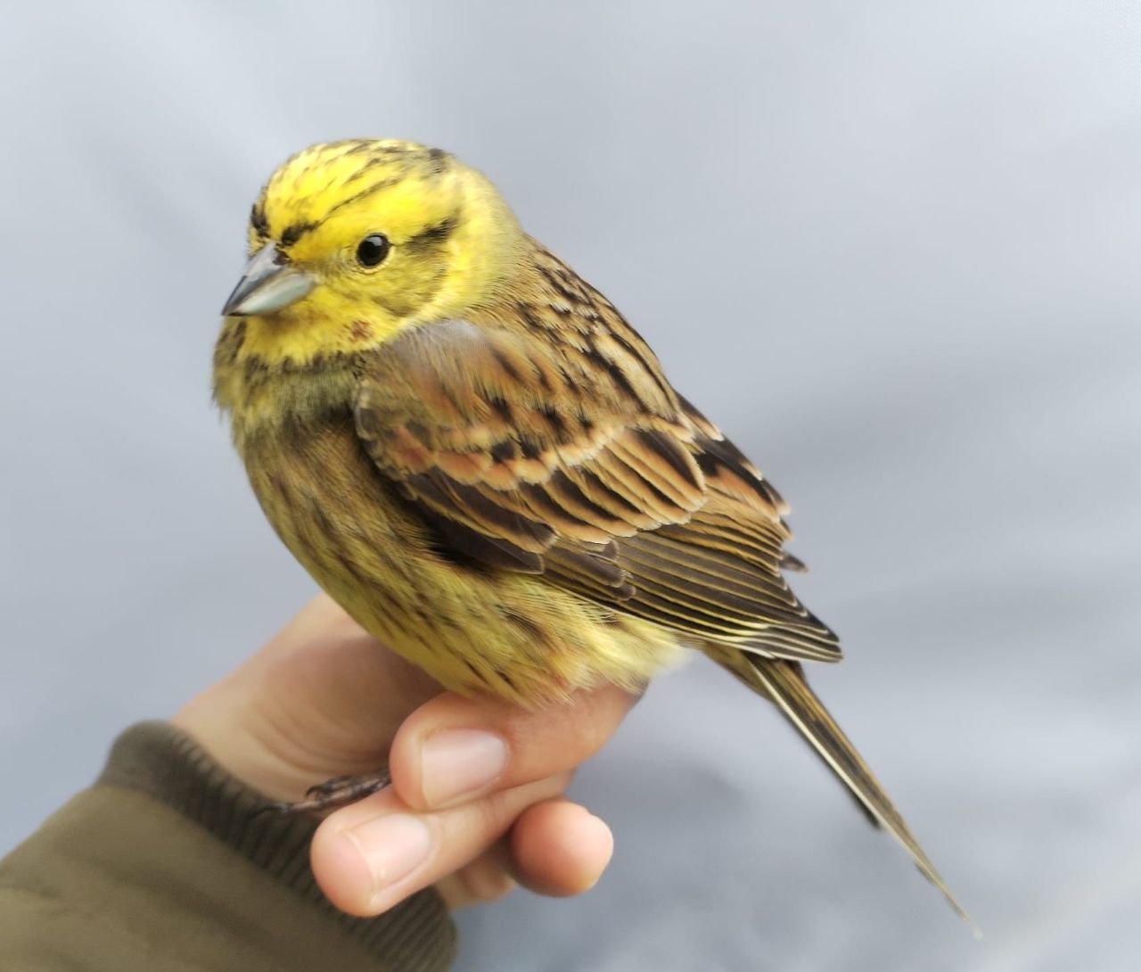 Yellowhammer_12-03.jpg