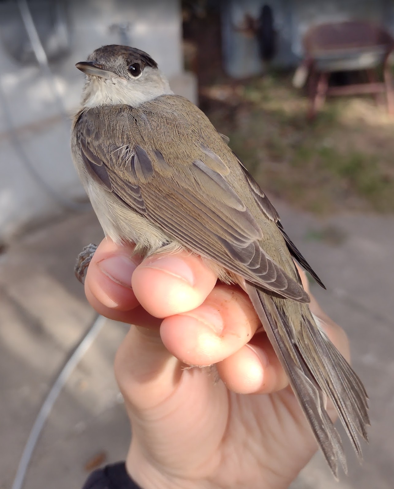 Blackcap 16 08 2026