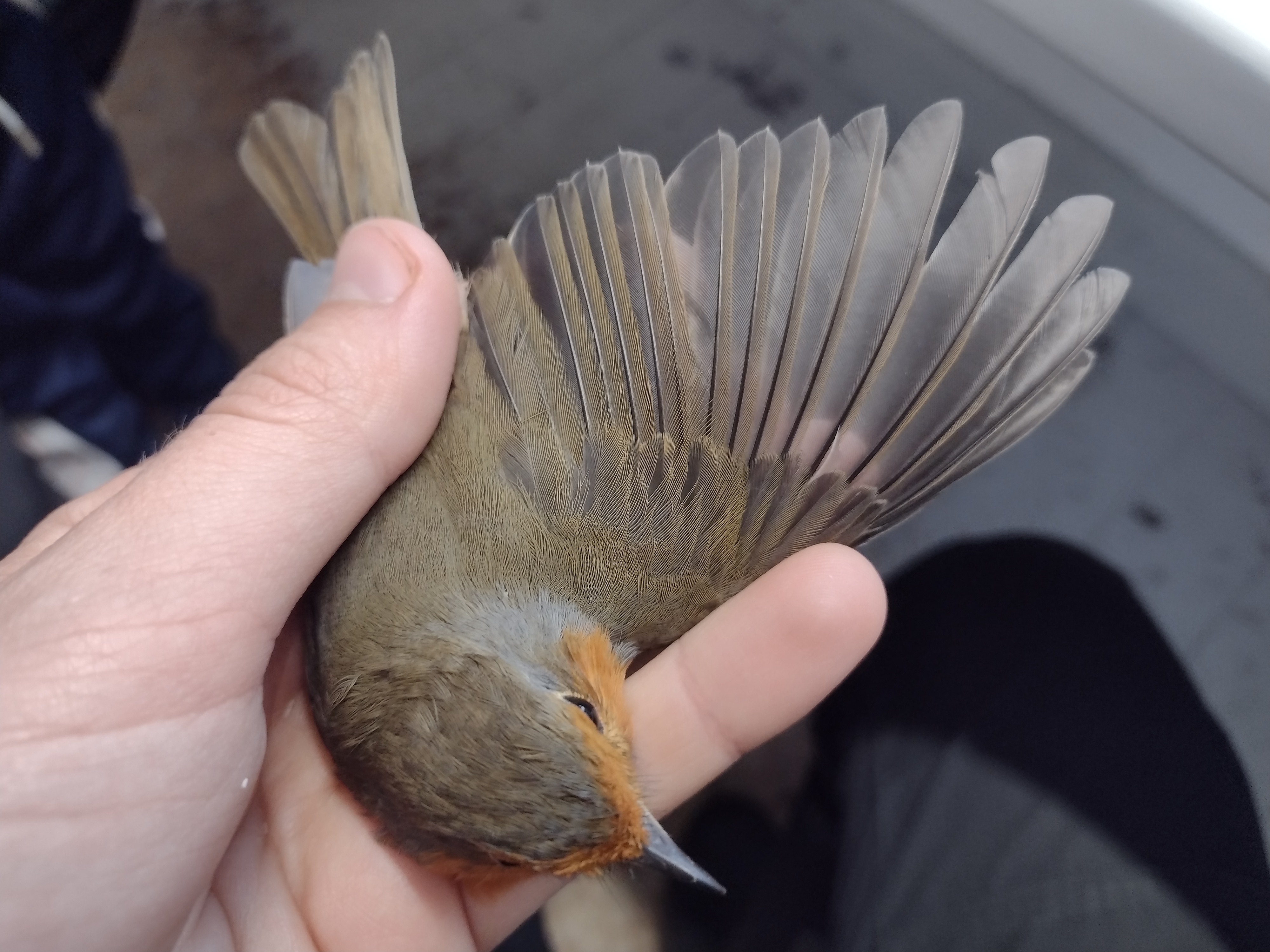 Robin ad 16 09 2026