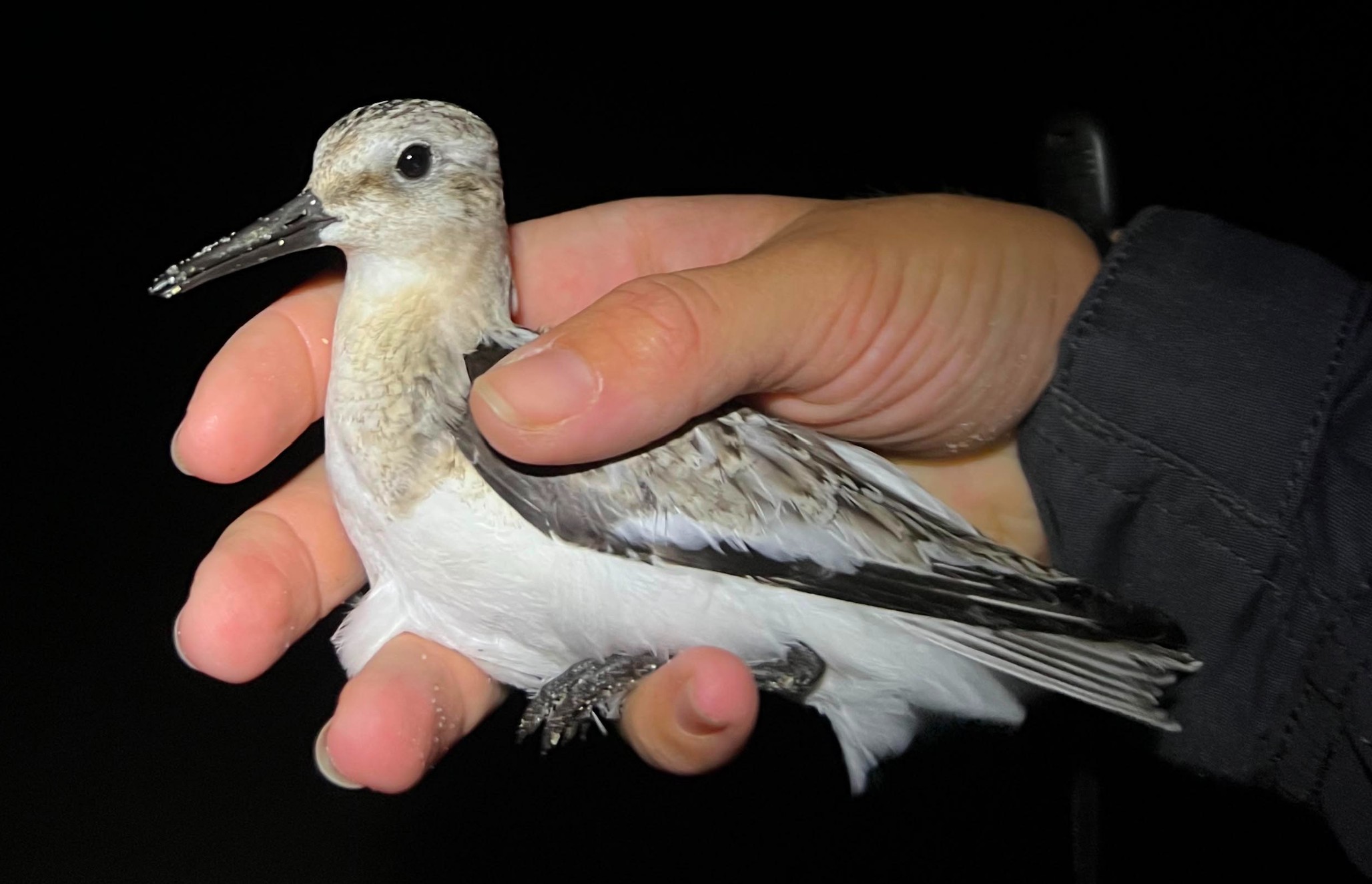 Sanderling 12 08 2026