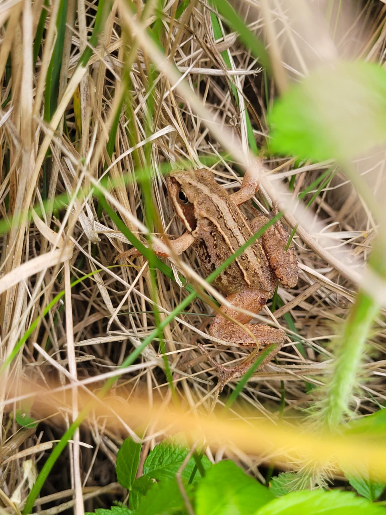frog.jpg