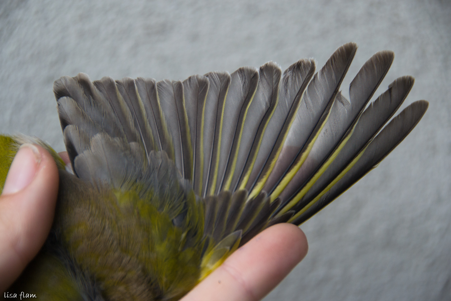 greenfinch wing