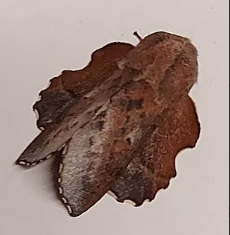 lappet