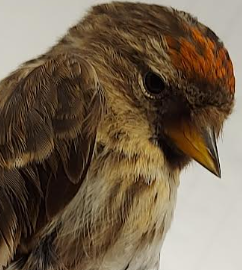 linnet