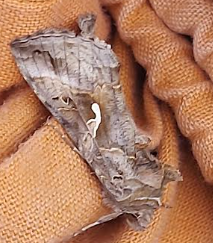 moth1 05052026