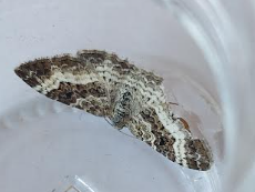 moth2 05052026