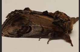 moth2 28042026