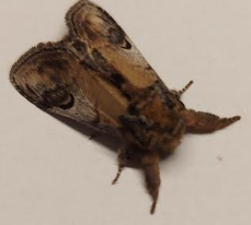moth3 28042026