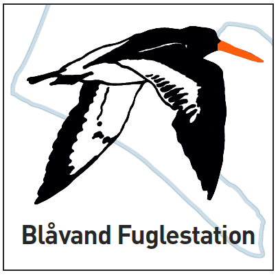 BLF Logo II