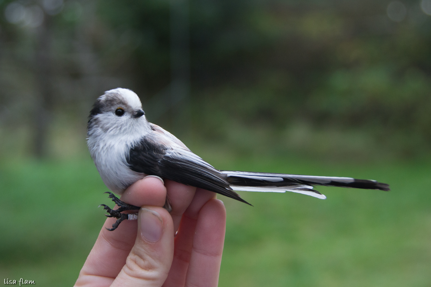 portred long tailed tit 1