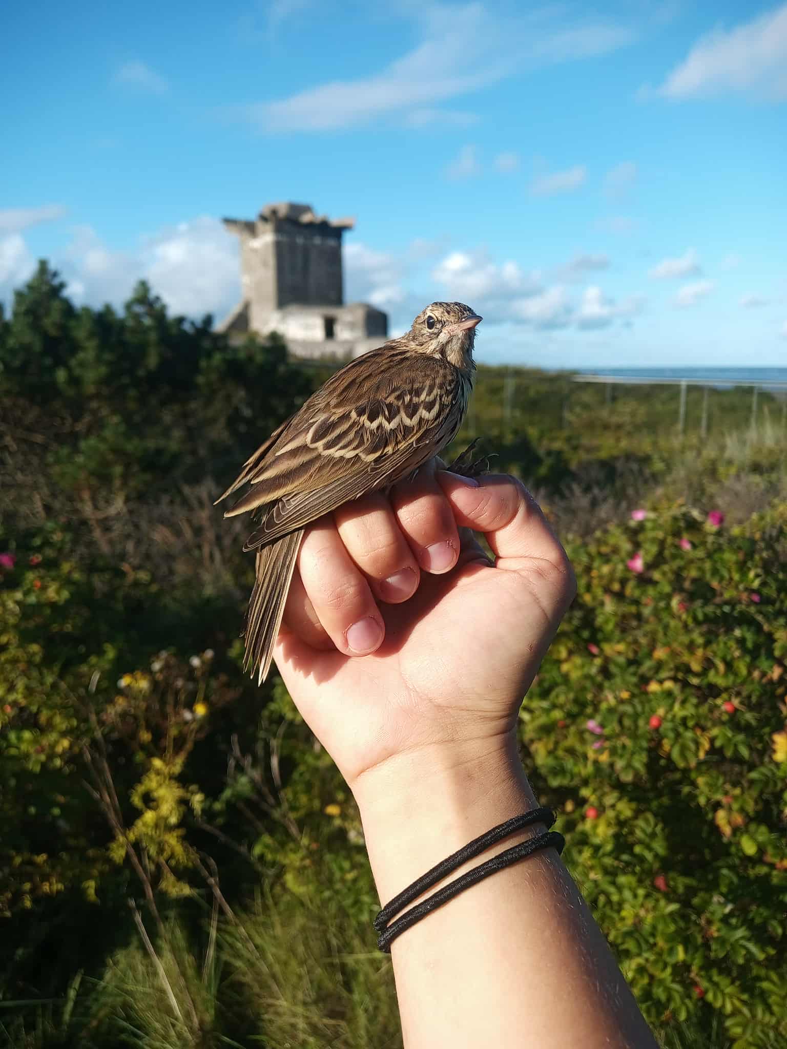 skovpiber2