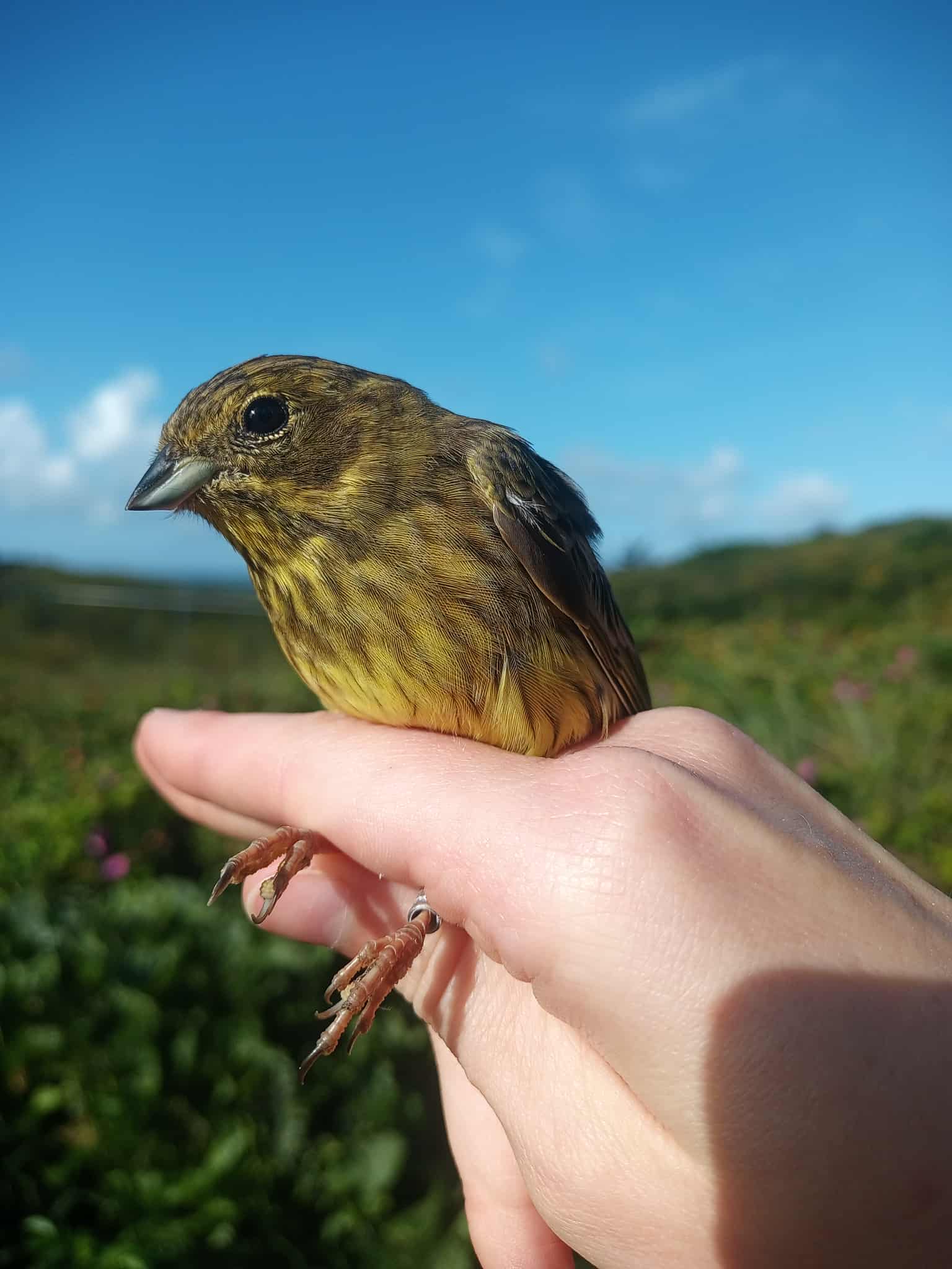 yellowhammer